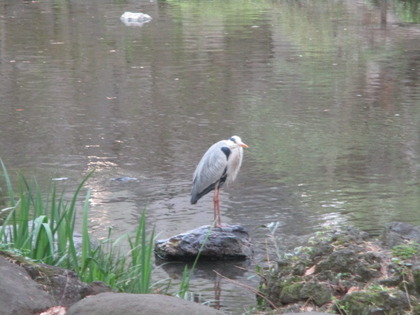 1492775747-IMG_3418.JPG