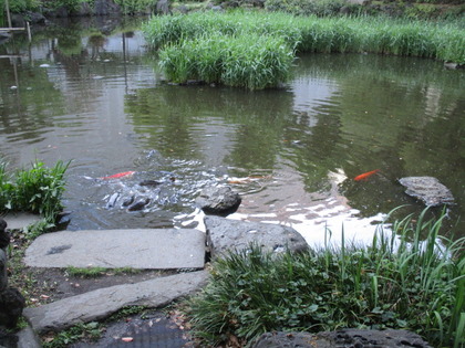 1493594349-IMG_3565.JPG