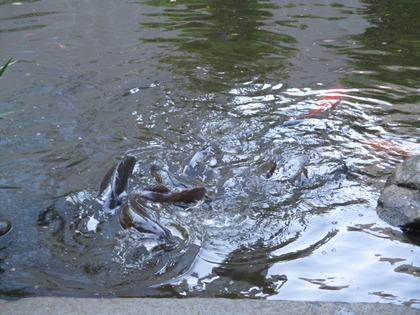 1493594372-IMG_3566.JPG