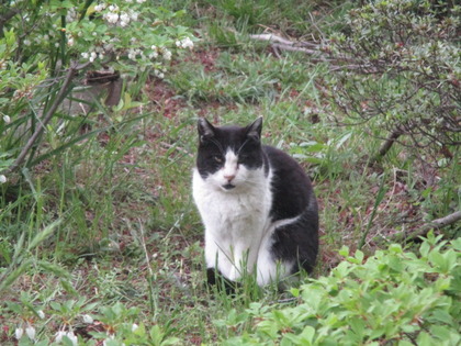 1493594619-IMG_3424.JPG
