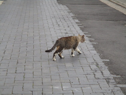 1493595787-IMG_3454.JPG