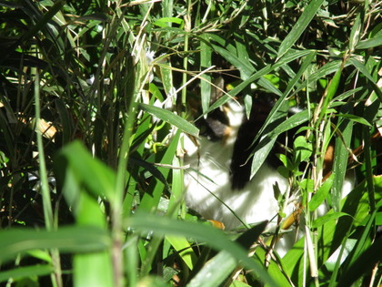 1493595840-IMG_3557.JPG