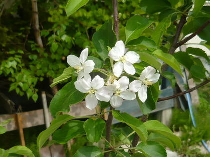 1495686020-P1100890.JPG