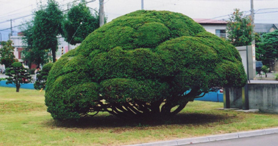 植栽