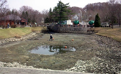 出て来い　池の鯉