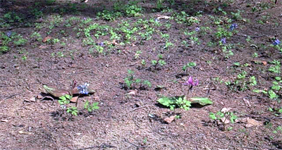 野草園