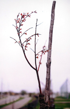 桜は咲いたか