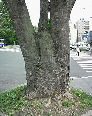 対面に立つ古そうな樹