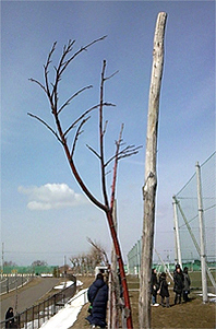 桜まだ咲かない