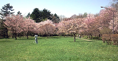 桜に囲まれて