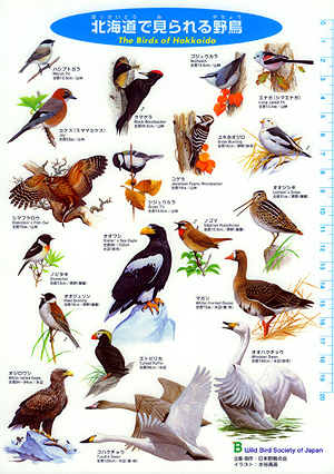 野鳥の勉強