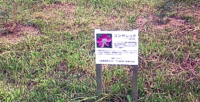 これがウワサのコンサレッド