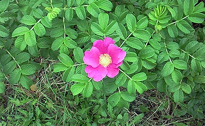 ハマナスの花