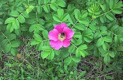 蜂が花粉を貪る