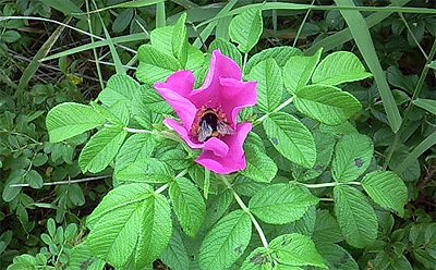 花から花へと