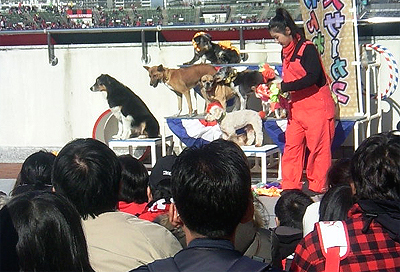 犬ぞりを引く芸も見せて欲しい