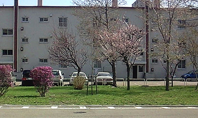 この桜吹雪が目に入ったらいずいよ