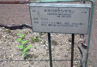 魔女・淫乱・狂乱の草だって