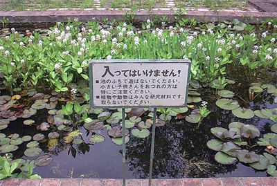 湿原の池塘に咲く花