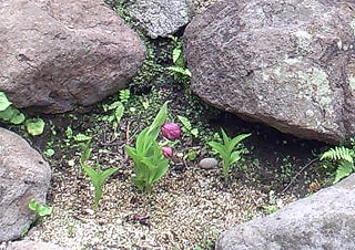 開花はまだ先