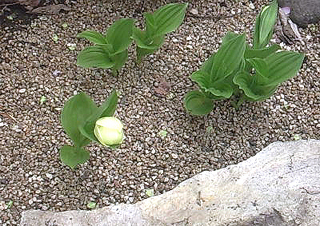 特定国内希少野生植物