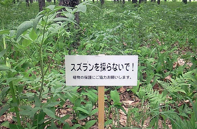 食べたら有毒だよ