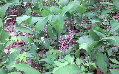いかにもラン科の植物
