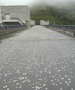 蛾の道はヘビ