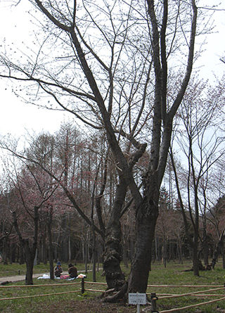 この桜吹雪が目に・・入ったら痛いよ