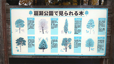この木なんの木？