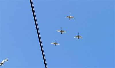 四機編隊のホワイトインパルス