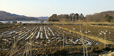 池や湖に浮かんでるのならよく見るけど