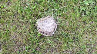鳥の栖ではない鳥の巣