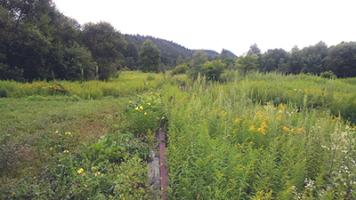 鉄路夏にして草木深し