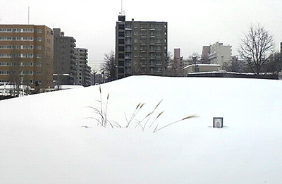 雪のススキ野