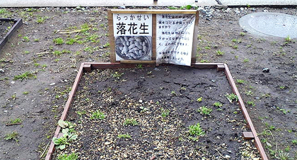 給食のおかずにする？