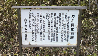 オイスター層ッス
