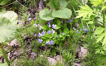 すみれの花咲く頃