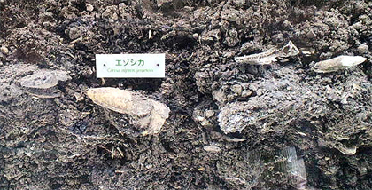 シカと相違無い