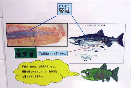 肝腎かなめ