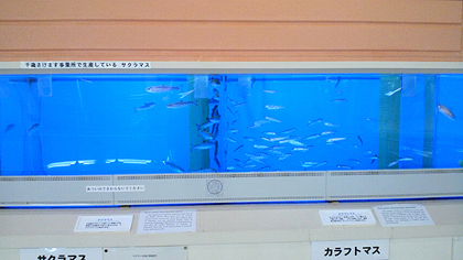 早く大きくなってね