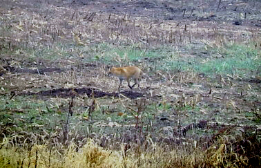 キツネとツルと言えば・・
