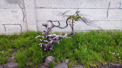 萌えよドラゴン
