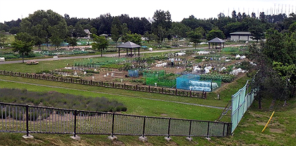 大通公園も畑になったなぁ