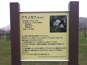 フリージアのような香りがあるとか