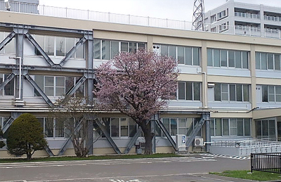早咲きの桜