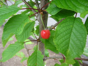 20070624-00.JPG