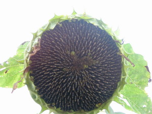 秋のひまわり