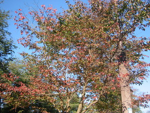 20071010-01.JPG