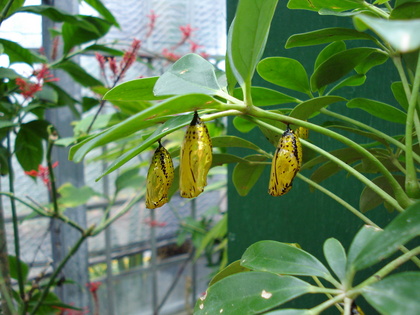 20080105-02.JPG